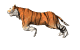 Swift Tiger
