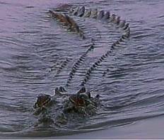 Croc fishing...