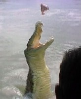 Croc fishing...