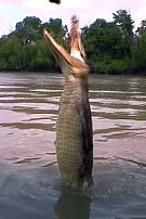 Croc fishing...