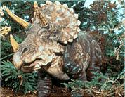Triceratops
