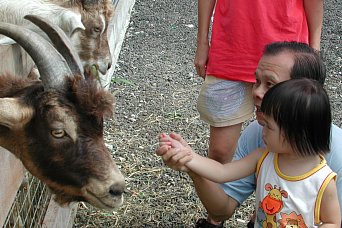 Robyn and Grandpa feeding goats