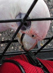 Smart parrot
