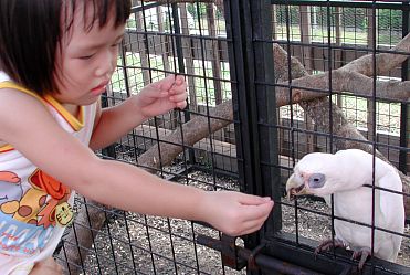 Robyn feeding parrot