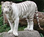 White tiger