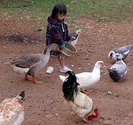 Robyn feeding ducks and chicken