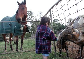 Robyn feeding sheeps