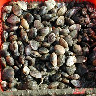 Clams, clams, yummy clams