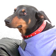 Diva, Celine's pet dog