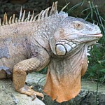Reptile monster