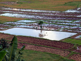 The Singapore Paddy Plot