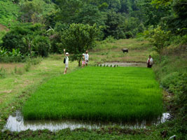Rice seedlings at the nursery