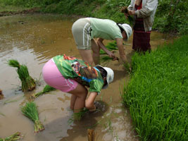 Bundling seedlings