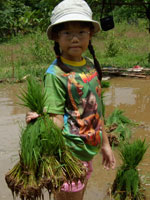 Robyn with rice seedlings
