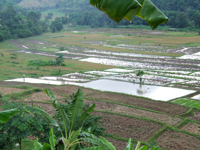 Before planting on 10 Jun 2008 at 6pm