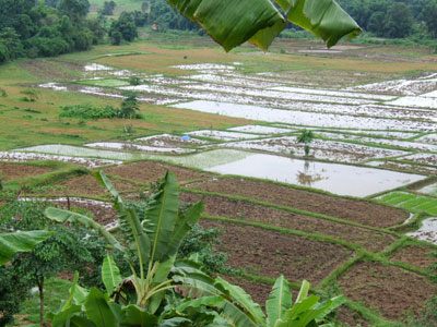 After planting on 11 Jun 2008 at 2pm