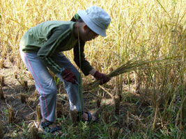Robyn hooking rice