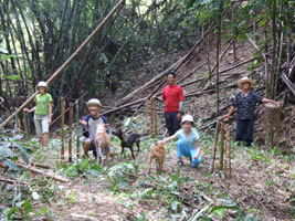 5 new trees will grow here