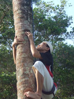 Alvin climbing the coconut tree