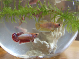 Short-tailed fighting fish