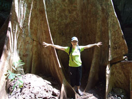 Ancient buttress root