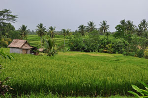 Beautiful paddy view