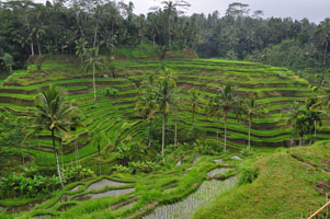 Terraced rice field