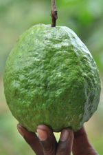 Organic guava