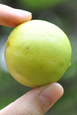 Organic lime