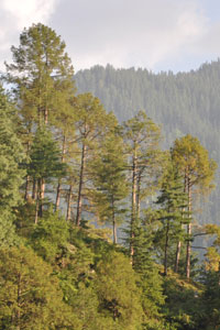 Cidar and pine trees populated the valley