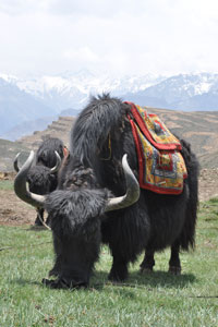 Yaks are gentle giants. Although extremely tough, they are easily controlled once a rope is being threaded through their noses.