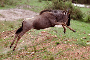This wildebeest dashed across the road as we approached and its leap was frozen by Robyn's photography powress!