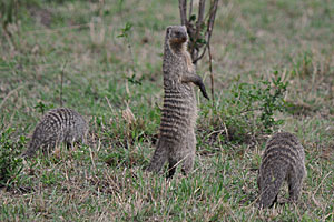 From the biggest, we spotted the tiny ones - a family of Mongoose foraging for food in the bushes.
