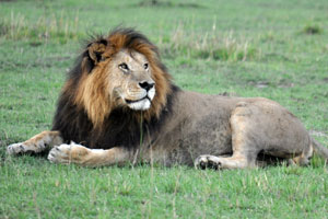 Appreciating it from a distance, we realize lion has an air of might and power even when it is lying around in silence.