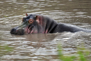 At the Talek River, a few Hippos greeted us
