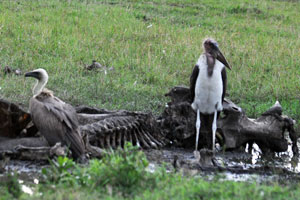 Vultures and Marebou Stork are scavengers.