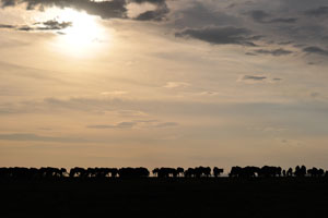 A manificent shot of wildebeest herd by Robyn.