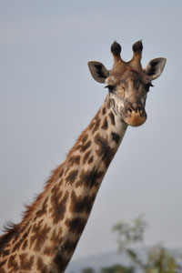 Giraffe walks and eats so gracefully. Its every movement is so artful and elegant.