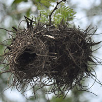 Bird nest with entrance at the bottom