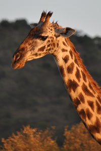 Giraffe