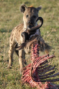 Hyena