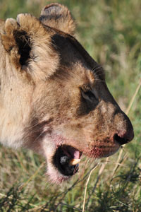 Lioness
