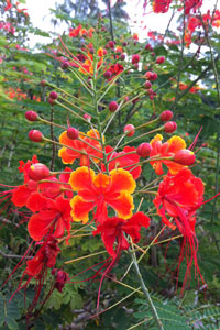 Beautiful flowers in full bloom