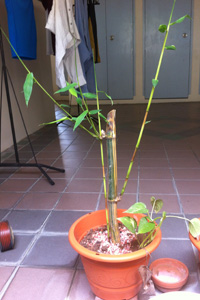 Bamboo plants on 15 Jun 2014